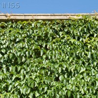 Boston Ivy